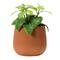 Hello Honey® 6" Terracotta Finish Stoneware Flower Pot